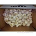 Jinxiang Normal White Garlic With Competitive Price